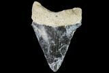 Fossil Megalodon Tooth - Florida #110446-1